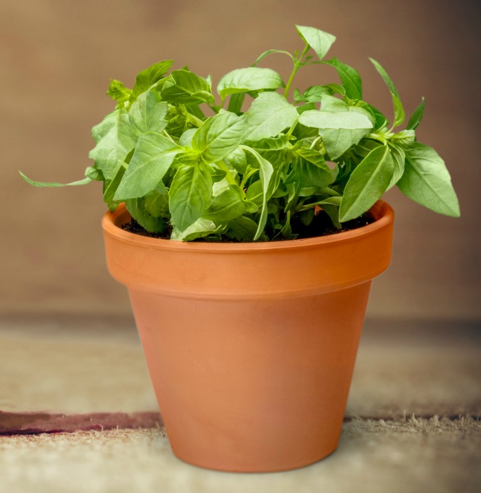 10 Best Herbs for Stress Relief Countryside